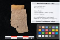 Foto (Objekt + Etikett) von Myrica lignitum Unger (NHMW-GEO-2024-0188-0469)
